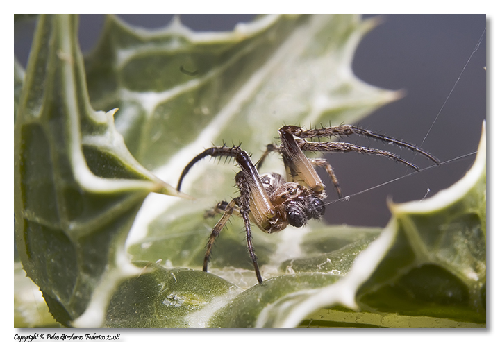 Larinioides sp.